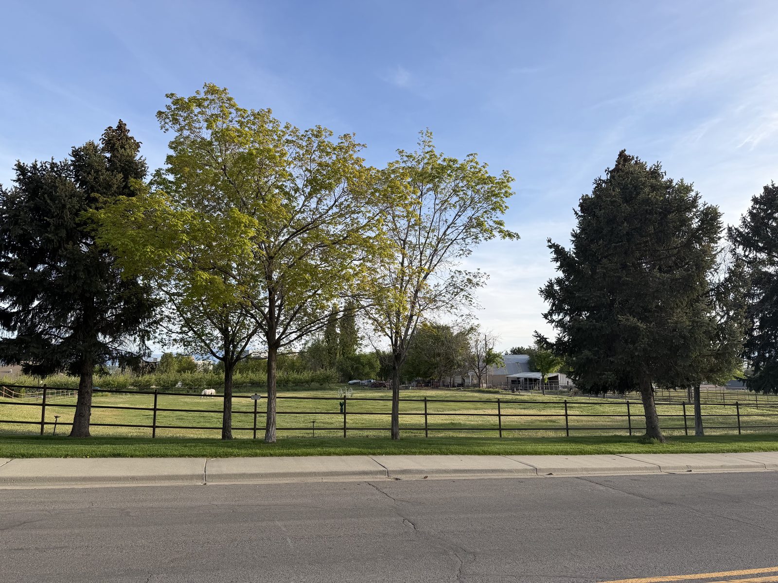 Horse pasture
